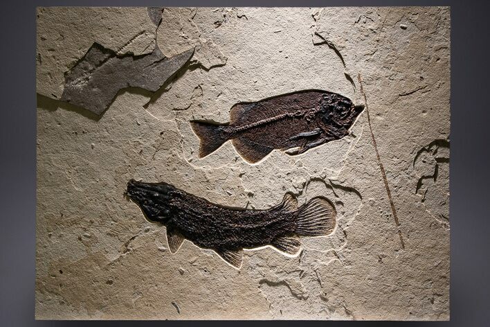 Green River Fossil Fish Mural with Rare Ultrashort-Nose Gar Fish #370577